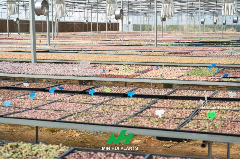 A Succulent Greenhouse Is More Than a Shelter: How Microclimate Control Determines Plant Quality